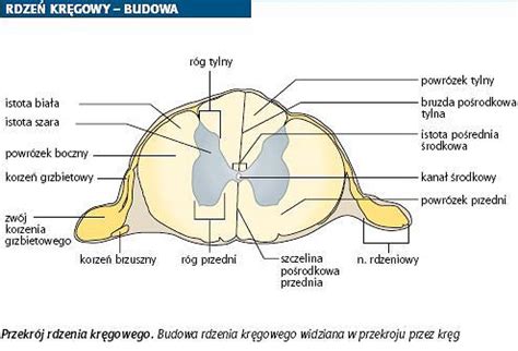  Acanthostomum: Zauroczone robaki kręgowe z zazdrością patrzą na nieporównywalną zdolność adaptacji tego pasożyta!