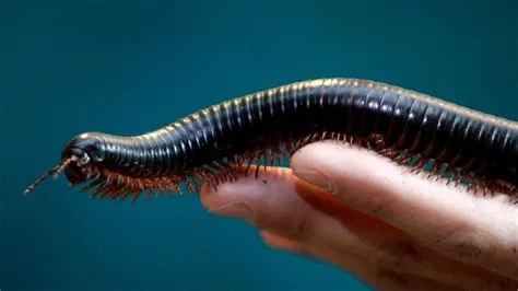  Brandti Millipede: A Miniature Marvel Embracing Decomposition and Underground Journeys!