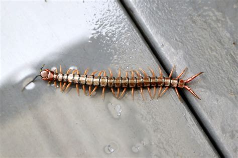  Centipede: Are these Many-Legged Wonders Hiding Delicious Secrets Beneath Their Exoskeletons?