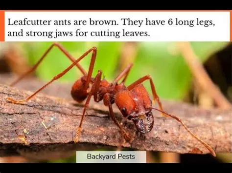  Eurypteryx! Skittering Centipede Masterminds: Unveiling Nature's Tiny Architects