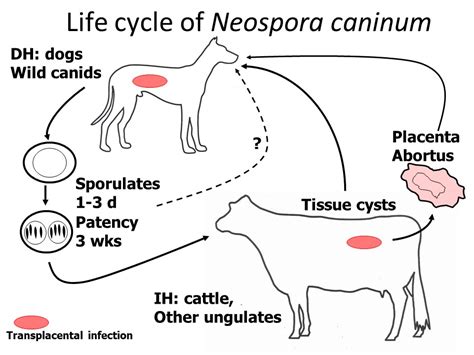  Neospora! An Intriguing Parasite Capable of Stealthy Manipulation and Dramatic Lifecycle Shifts