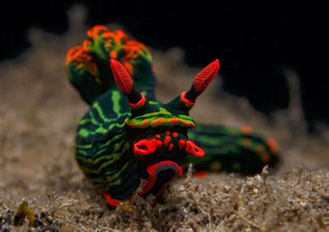 Nudibranch - Unveiling the Spectacular Underwater Dancers, Masters of Camouflage and Voracious Predators!