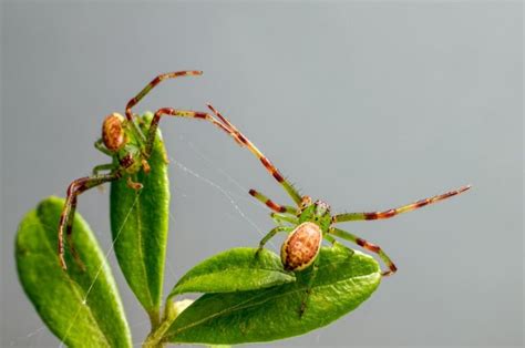  Xysticus! Wychowanek z gatunku pajaków, który potrafi ukrywać się w najciekawszych miejscach