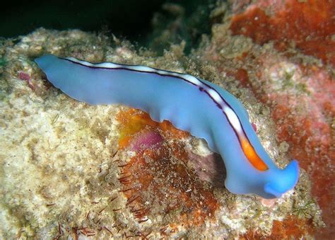  Caloplana!  This Curious Flatworm Shows Us What It Means To Be A Tiny Underwater Acrobat