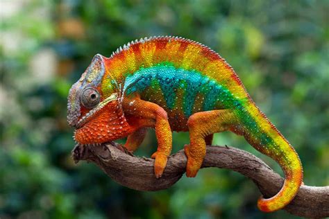  Chameleon – Zwierzę o tysiącu kolorów, które potrafi zmieniać swój wygląd niczym kameleon!