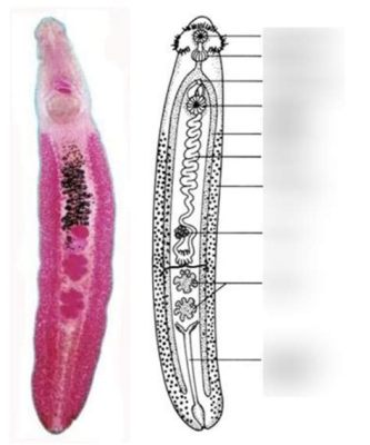  Echinostoma:  Zastraszający pasożyt o niezwykłej podróży migracyjnej!