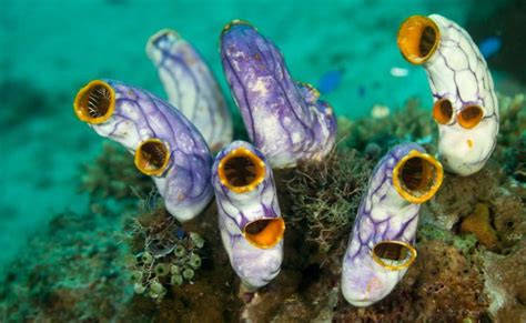  Eunice! A Deep-Sea Sponge with a Remarkably Simple yet Exquisitely Complex Structure