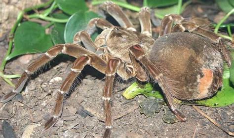  Goliath Birdeater:  Ten niezwykły pająk jest nie tylko mistrzem kamuflażu, ale również prawdziwym gigantem wśród swoich krewniaków!