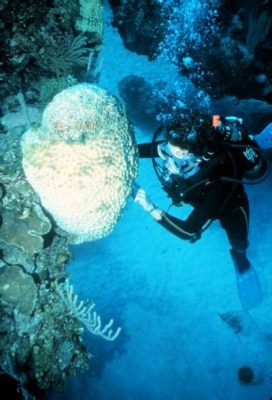 Microsterias! This fascinating sponge, typically found clinging to rocks in shallow water, exhibits symbiotic relationships with photosynthetic algae, adding an extra layer of intrigue to its already complex life cycle.