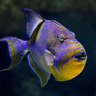  Queen Triggerfish - A Delightfully Colorful Creature Known for its Remarkable Mimicry Abilities!