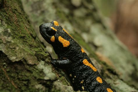  Salamandra plamista - Odkryj tajemniczego mistrza kamuflażu i mistrzowskie techniki regeneracji!