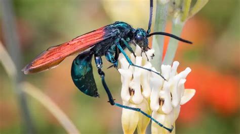 Tarantula Hawk! These Buzzing Predators are Masters of Paralyzing Prey with Venomous Stings