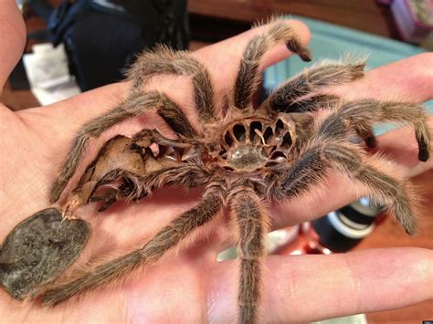  Tarantula Mussel: A Shellfish That Looks Like It's Wearing a Fuzzy Jacket!