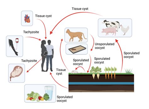  Toxoplasma gondii: Niezwykły pasożyt o tajemniczym wpływie na zachowania swoich żywicieli!