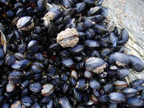 Yellow Mussel! A Deep-Sea Dweller Hiding Exquisite Pearls Within Its Shell