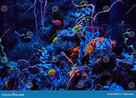  Yellow polyps! Stunningly vibrant underwater gardens blooming with symbiotic wonders.